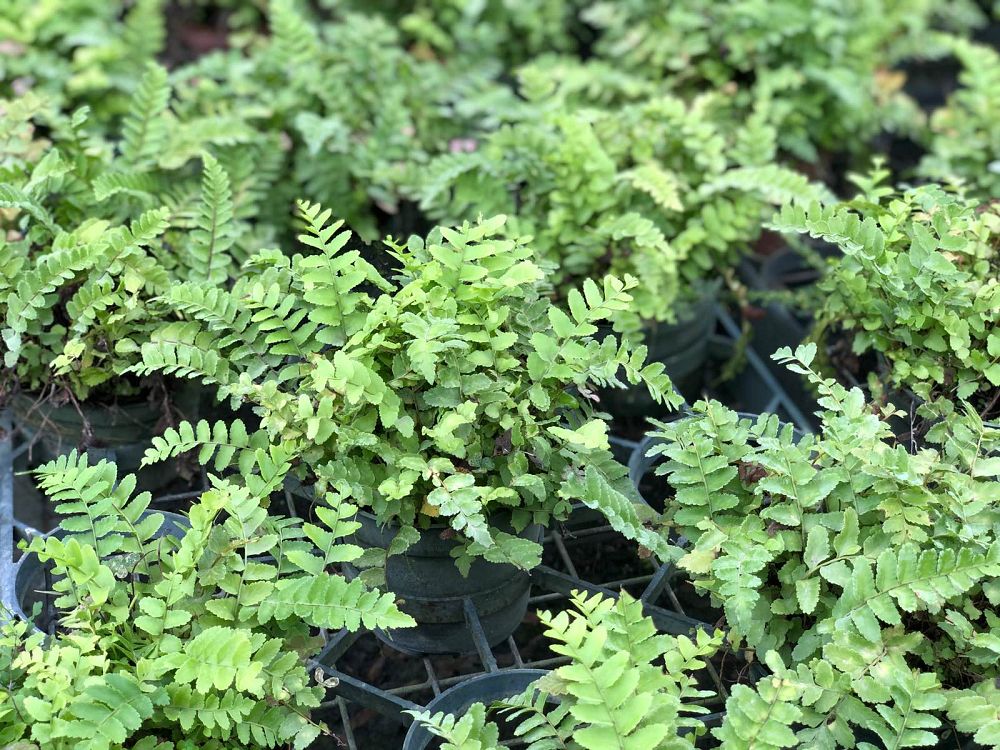 nephrolepis-exaltata-medusa-boston-fern