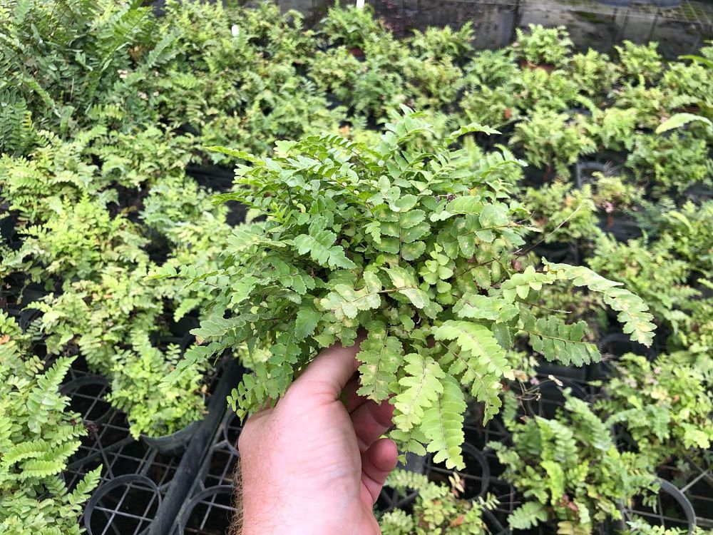 nephrolepis-exaltata-medusa-boston-fern
