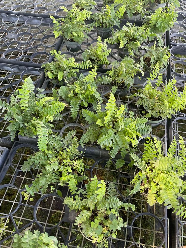 nephrolepis-exaltata-medusa-boston-fern