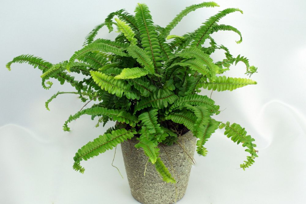 nephrolepis-exaltata-shiva-boston-fern