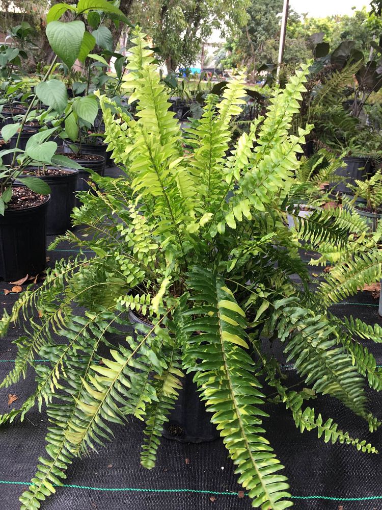 nephrolepis-exaltata-tiger-boston-fern
