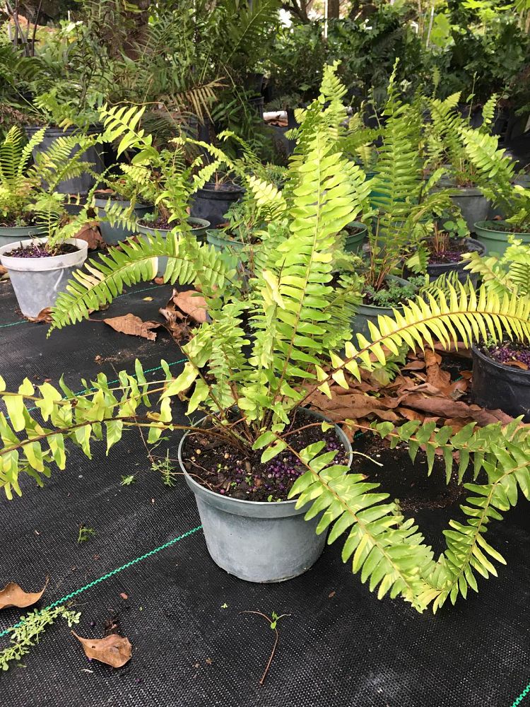 nephrolepis-exaltata-tiger-boston-fern