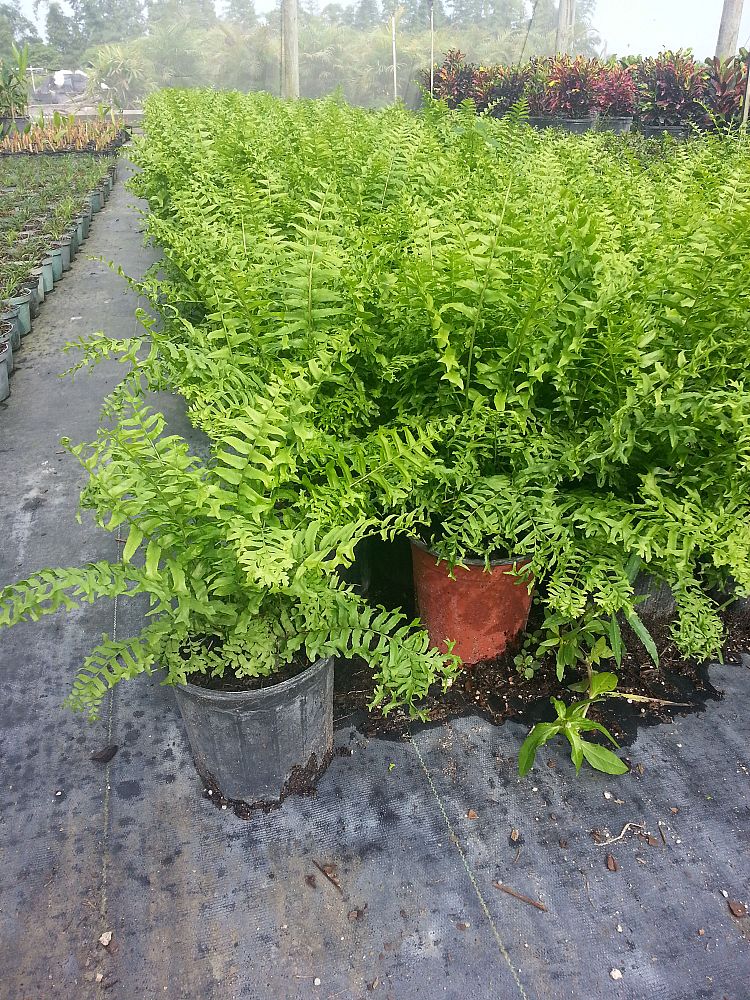 nephrolepis-falcata-furcans-fishtail-fern-furcans