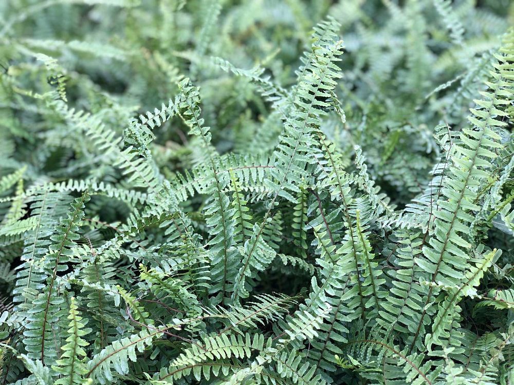 nephrolepis-lauterbachii-fern