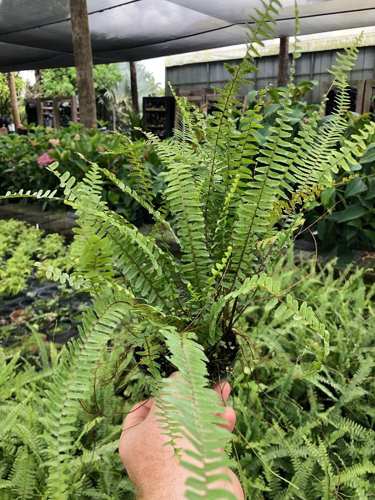 nephrolepis-lauterbachii-fern