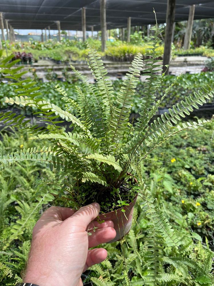 nephrolepis-lauterbachii-fern