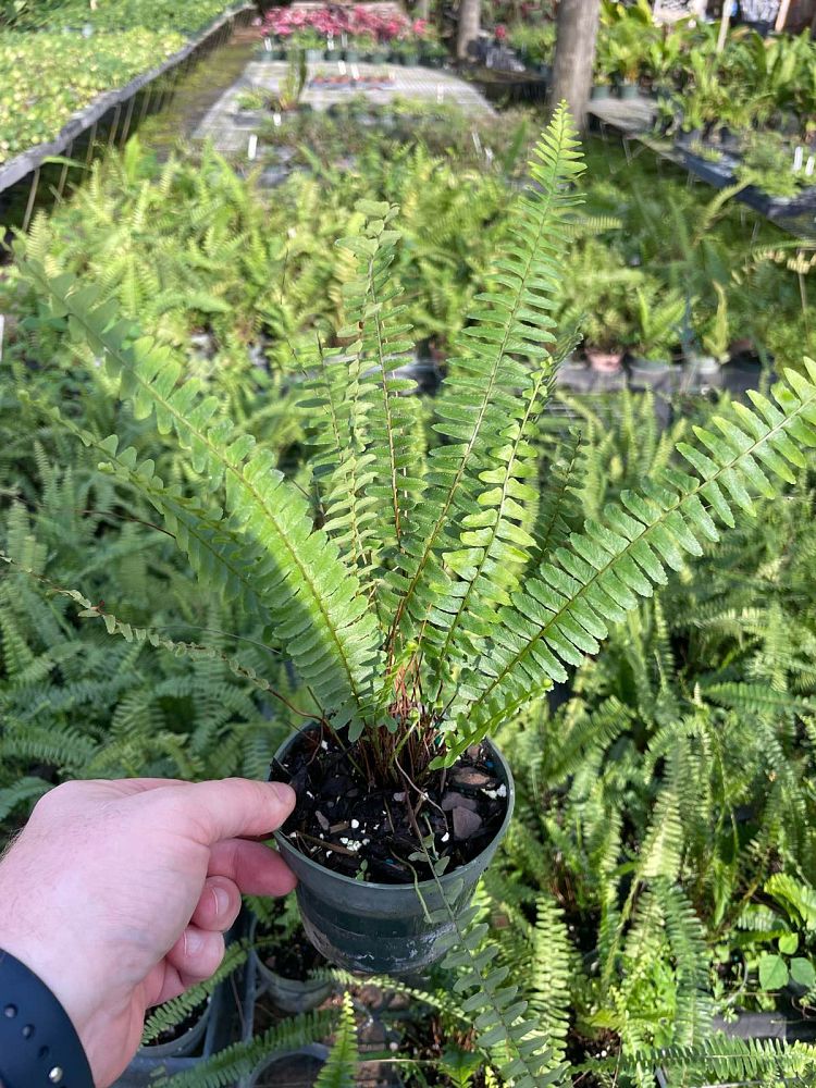 nephrolepis-lauterbachii-fern