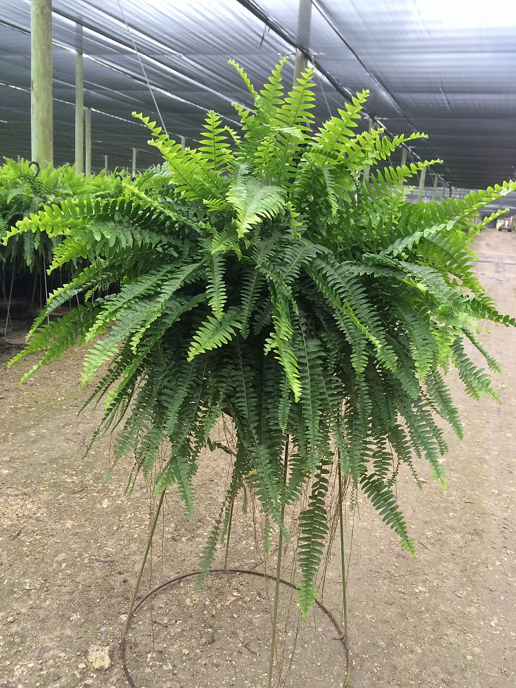 nephrolepis-nevada-swordfern