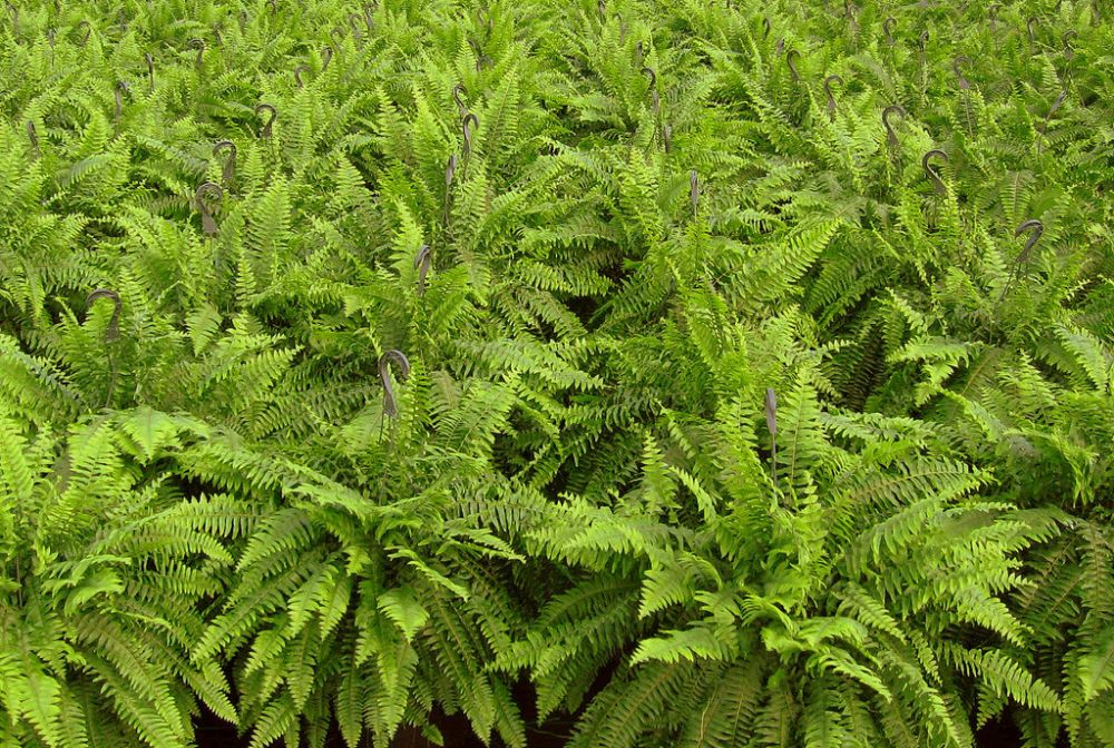 nephrolepis-nevada-swordfern