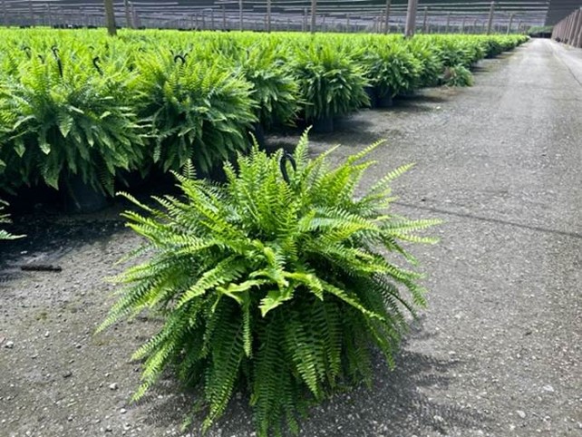 nephrolepis-nevada-swordfern
