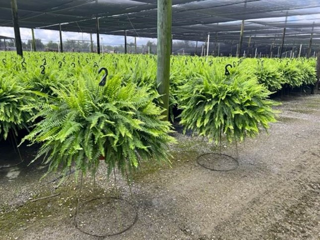 nephrolepis-nevada-swordfern