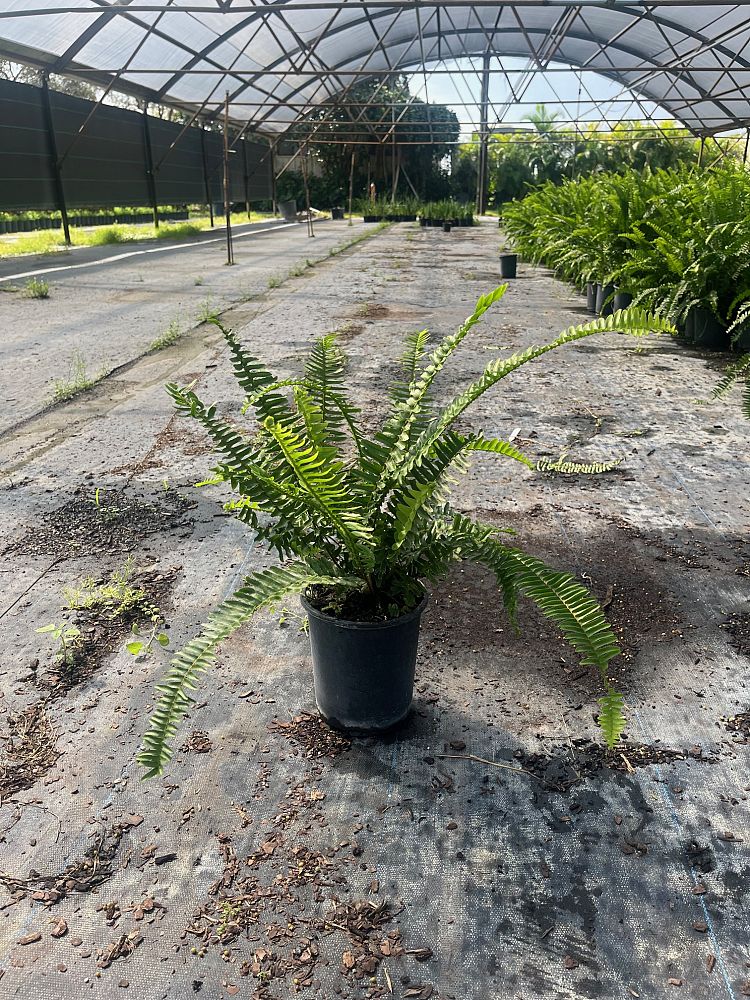 nephrolepis-obliterata-austrailian-sword-fern