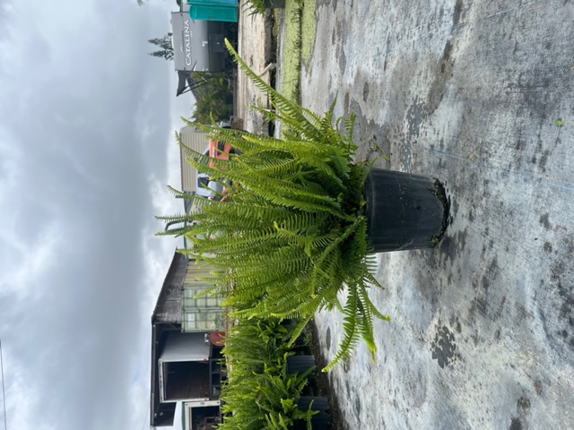 nephrolepis-obliterata-austrailian-sword-fern