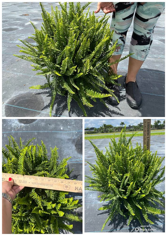 nephrolepis-obliterata-austrailian-sword-fern