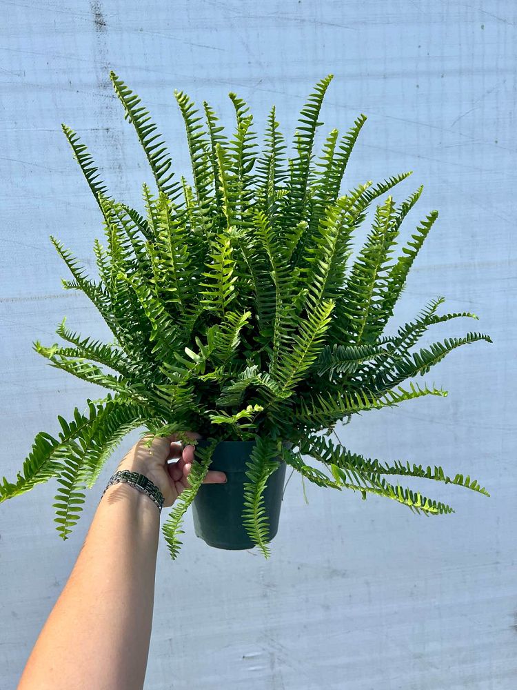 nephrolepis-obliterata-austrailian-sword-fern