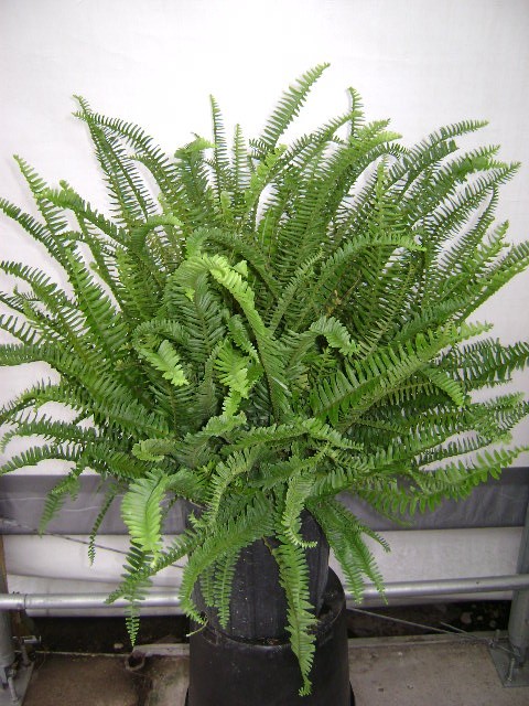 emerald forest tropicals