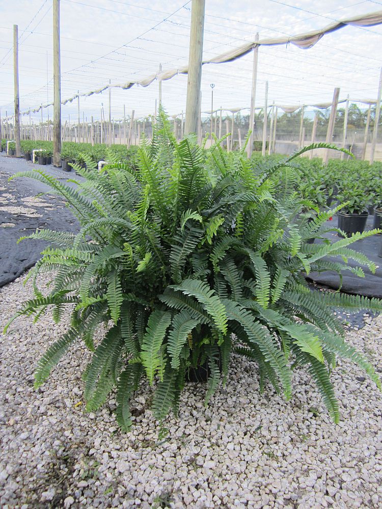 nephrolepis-obliterata-kimberly-queen-kimberly-queen-fern