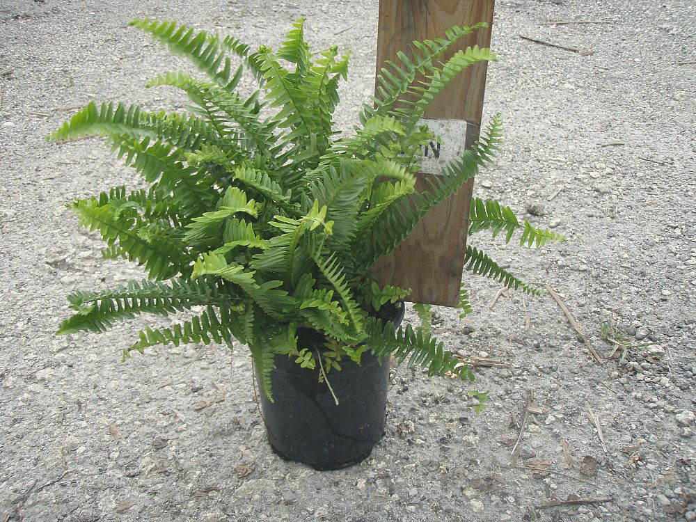 nephrolepis-obliterata-kimberly-queen-kimberly-queen-fern