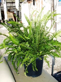 nephrolepis-obliterata-kimberly-queen-kimberly-queen-fern