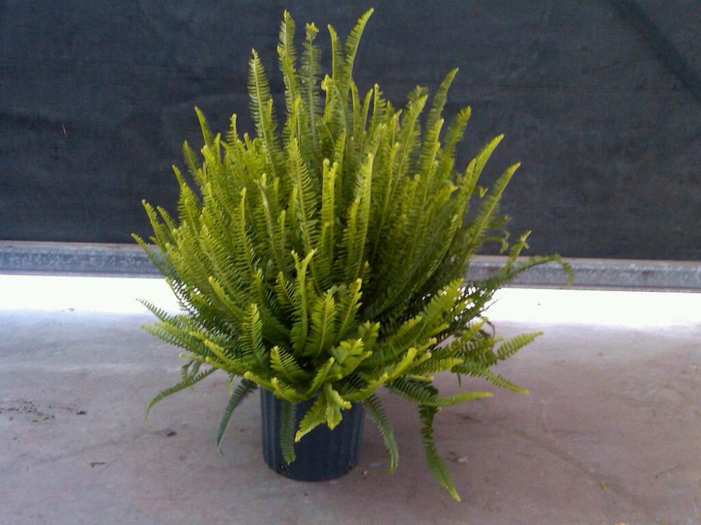 nephrolepis-obliterata-kimberly-queen-kimberly-queen-fern