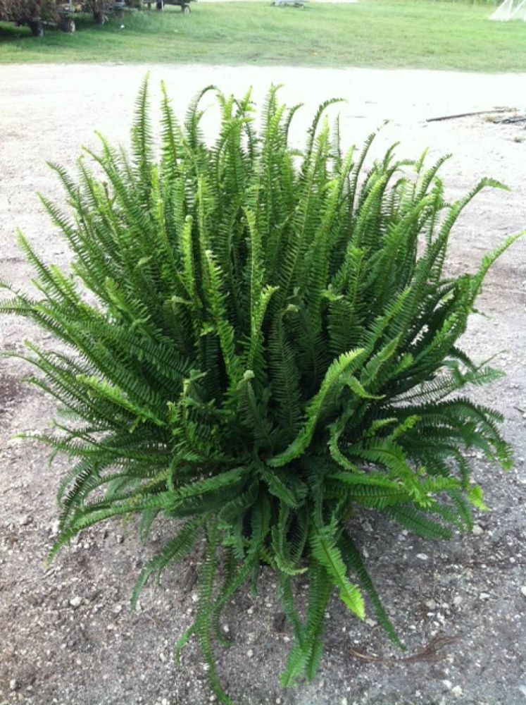 nephrolepis-obliterata-kimberly-queen-kimberly-queen-fern