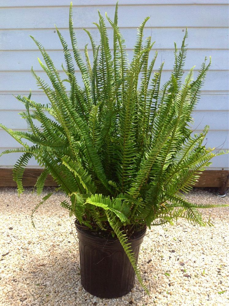 nephrolepis-obliterata-kimberly-queen-kimberly-queen-fern
