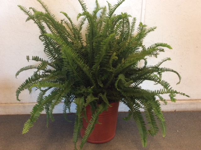 nephrolepis-obliterata-kimberly-queen-kimberly-queen-fern