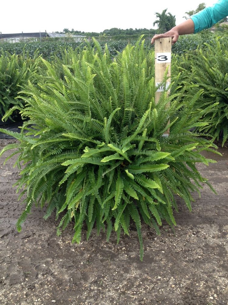 nephrolepis-obliterata-kimberly-queen-kimberly-queen-fern
