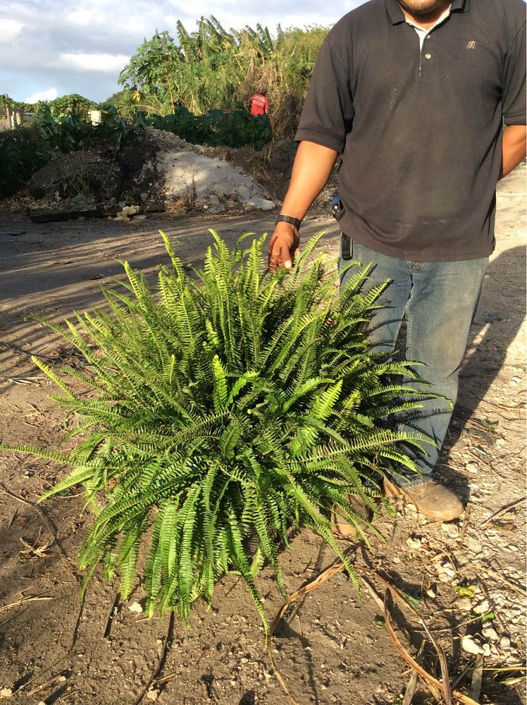 nephrolepis-obliterata-kimberly-queen-kimberly-queen-fern