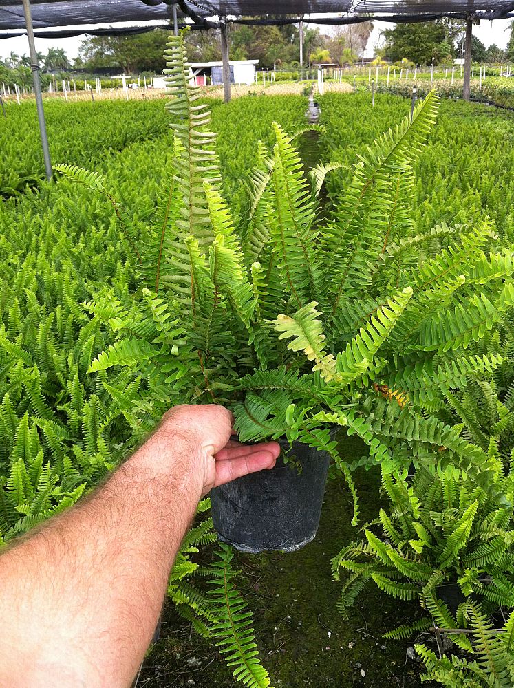 nephrolepis-obliterata-kimberly-queen-kimberly-queen-fern