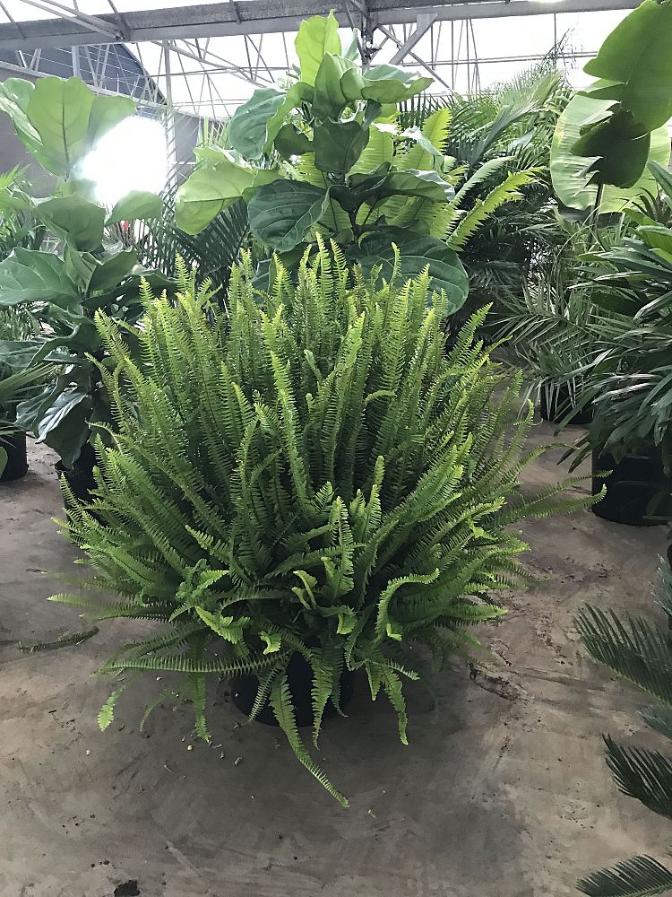 nephrolepis-obliterata-kimberly-queen-kimberly-queen-fern