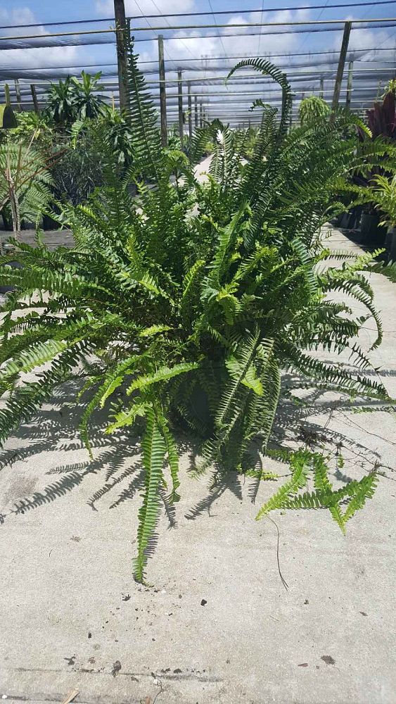 nephrolepis-obliterata-kimberly-queen-kimberly-queen-fern