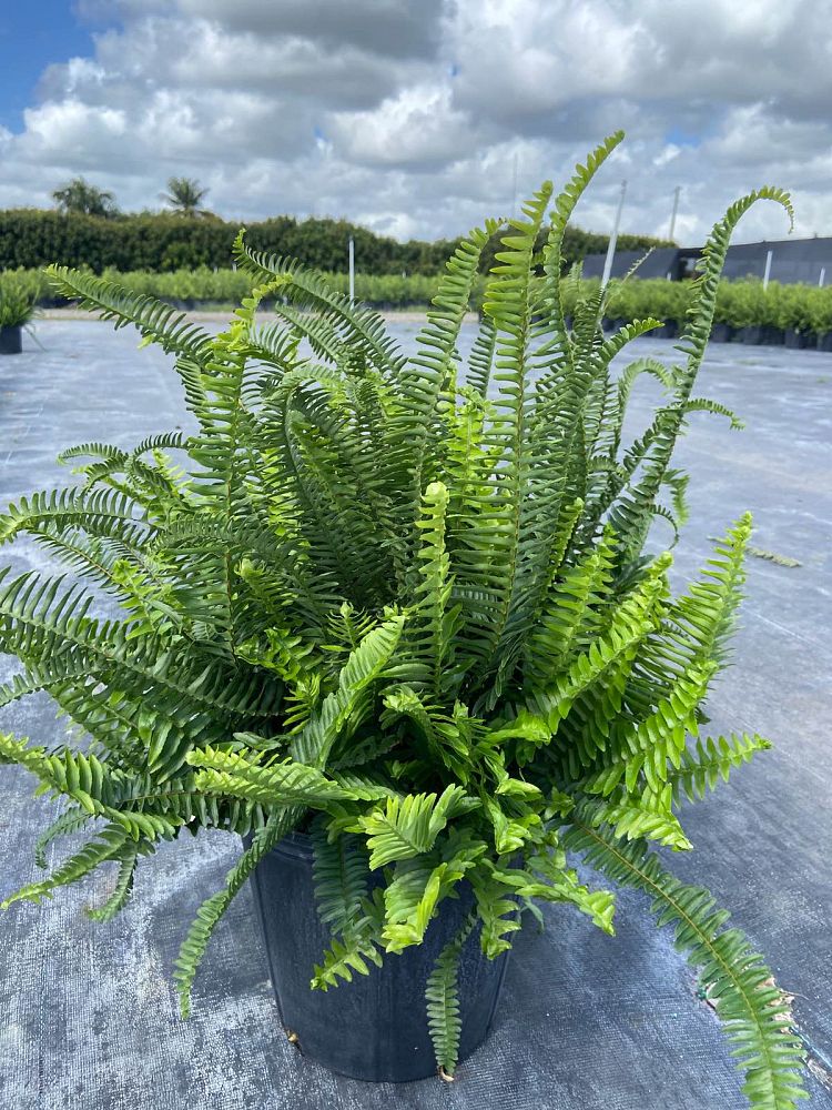 nephrolepis-obliterata-kimberly-queen-kimberly-queen-fern