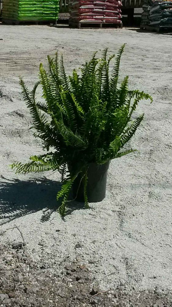 nephrolepis-obliterata-kimberly-queen-kimberly-queen-fern