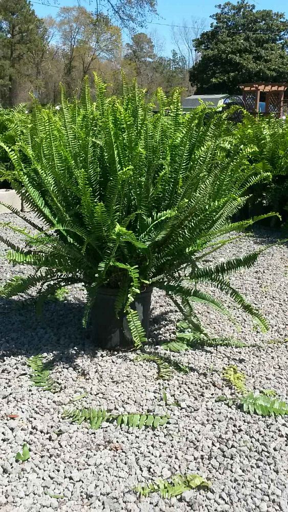 nephrolepis-obliterata-kimberly-queen-kimberly-queen-fern