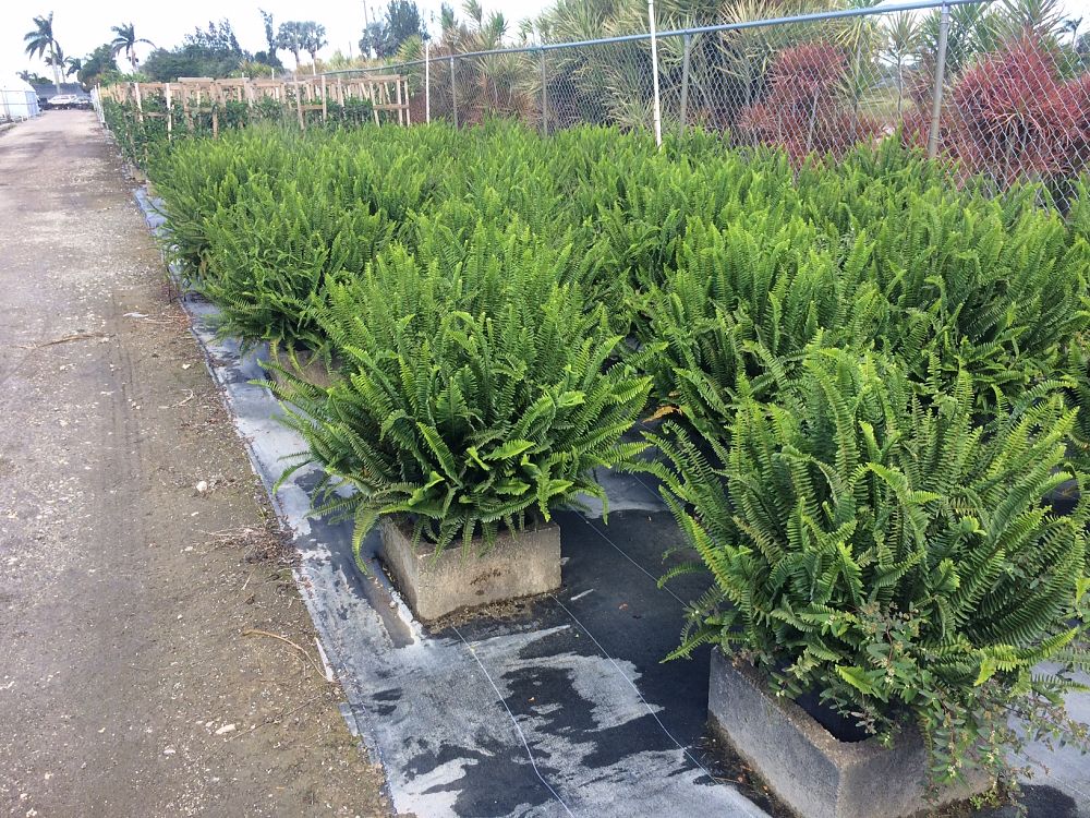nephrolepis-obliterata-kimberly-queen-kimberly-queen-fern