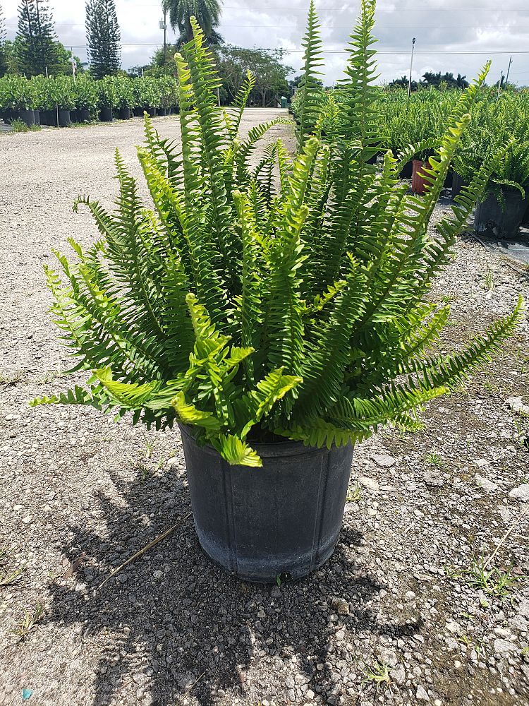 nephrolepis-obliterata-kimberly-queen-kimberly-queen-fern