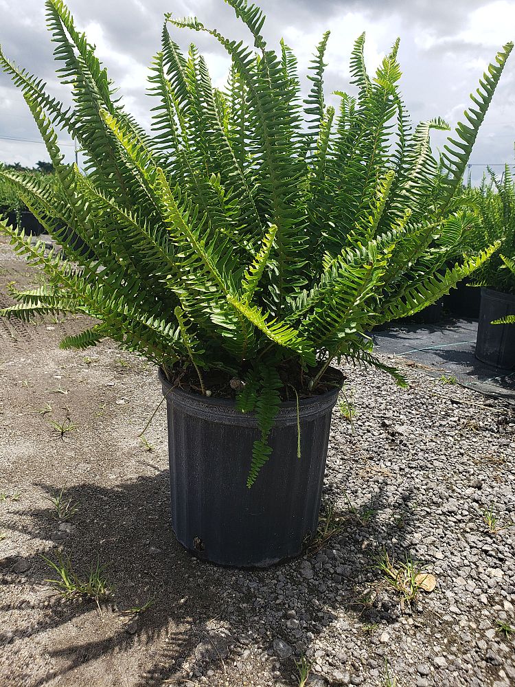 nephrolepis-obliterata-kimberly-queen-kimberly-queen-fern