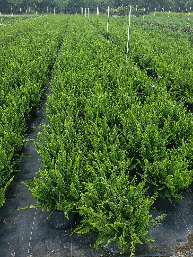 nephrolepis-obliterata-kimberly-queen-kimberly-queen-fern