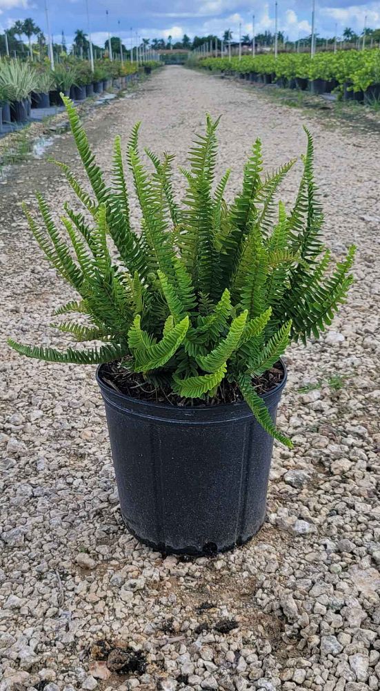 nephrolepis-obliterata-kimberly-queen-kimberly-queen-fern