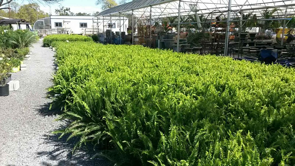 nephrolepis-obliterata-kimberly-queen-kimberly-queen-fern