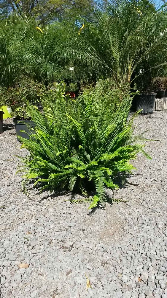 nephrolepis-obliterata-kimberly-queen-kimberly-queen-fern