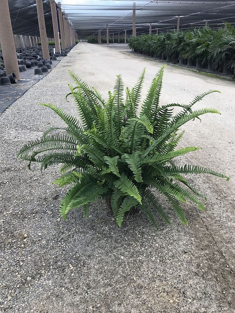 nephrolepis-obliterata-kimberly-queen-kimberly-queen-fern