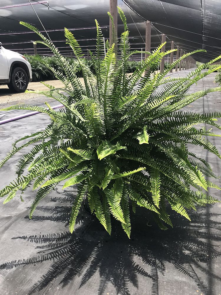 nephrolepis-obliterata-kimberly-queen-kimberly-queen-fern