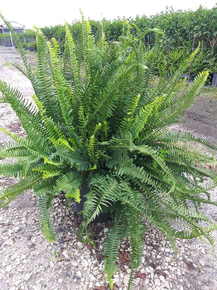nephrolepis-obliterata-kimberly-queen-kimberly-queen-fern