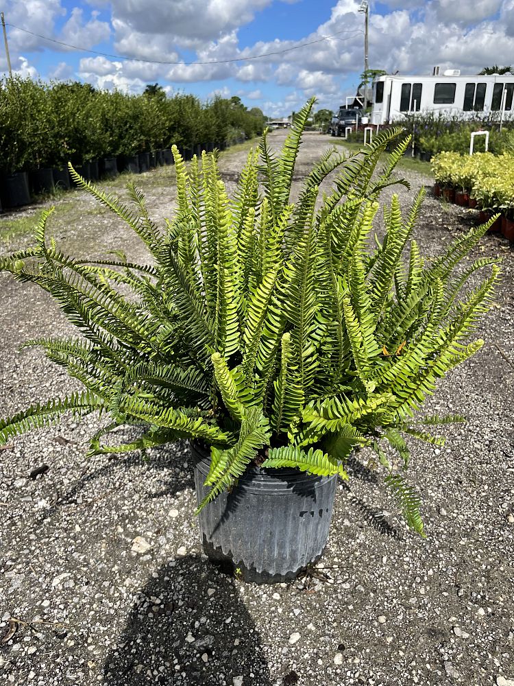 nephrolepis-obliterata-kimberly-queen-kimberly-queen-fern