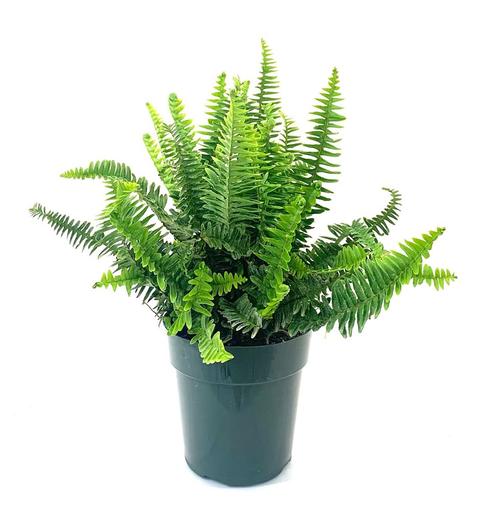 nephrolepis-obliterata-kimberly-queen-kimberly-queen-fern