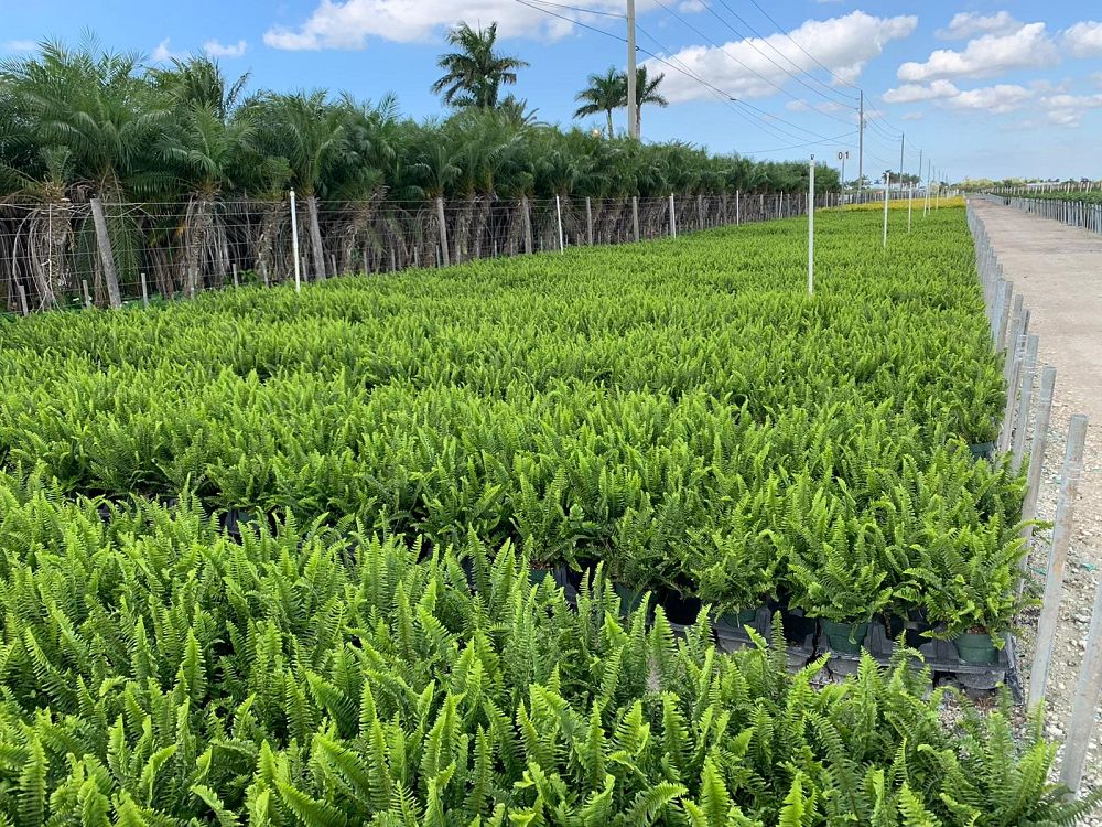nephrolepis-obliterata-kimberly-queen-kimberly-queen-fern