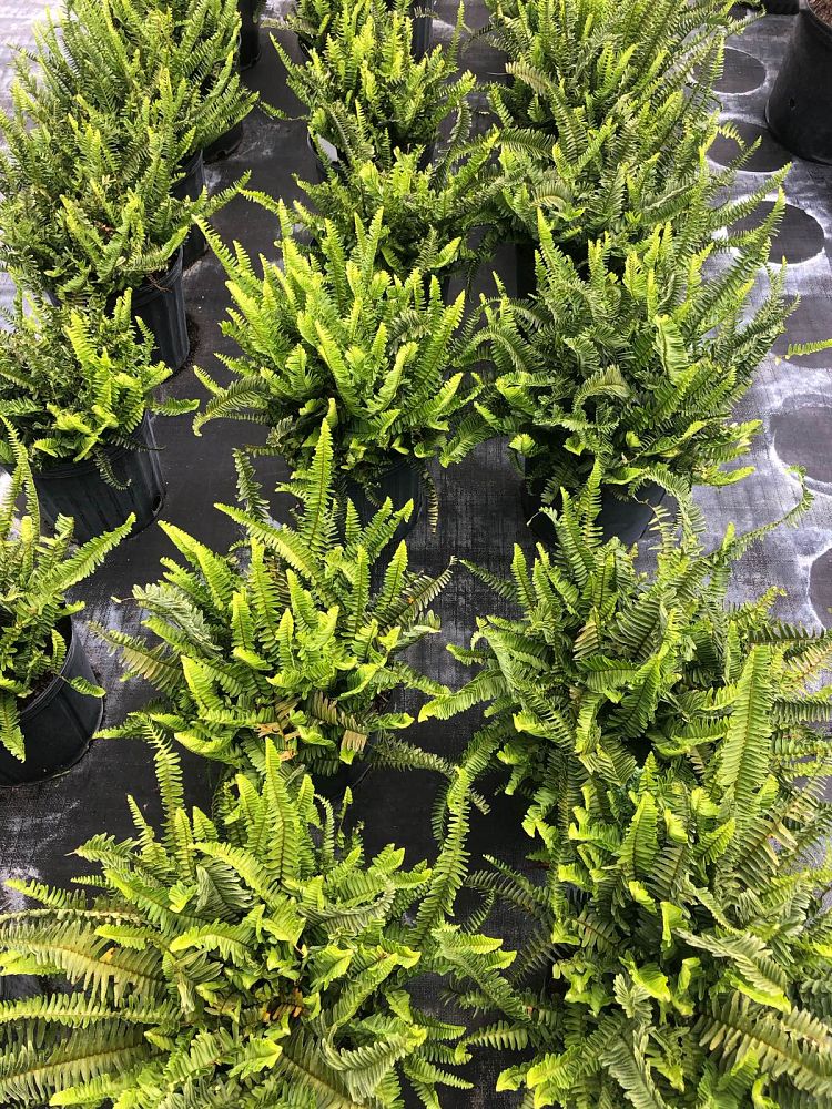 nephrolepis-obliterata-kimberly-queen-kimberly-queen-fern