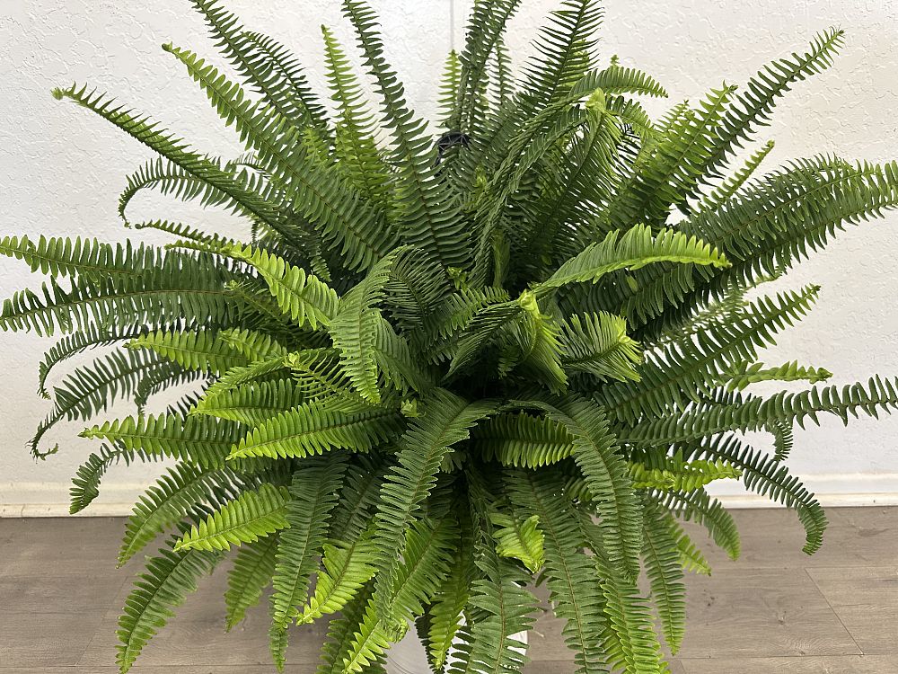 nephrolepis-obliterata-kimberly-queen-kimberly-queen-fern